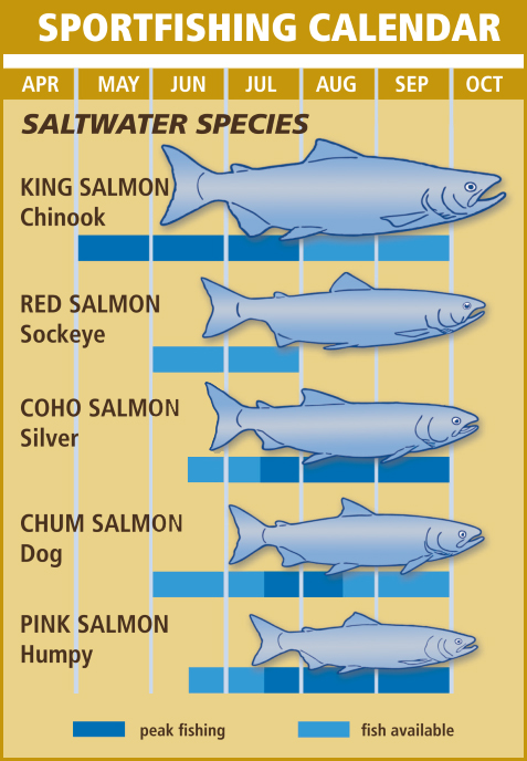 https://www.ketchikancharterfishing.com/wp-content/uploads/2022/09/GFX_sportfishing-calendar-2022_Salmon_5-Species.jpg
